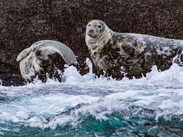Two seals perched on a rock's edge with the waves crashing against them.